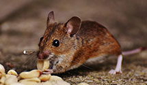 24 Hour & Emergency Exterminators in Pleasant Hall, PA